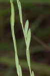 Stiff yellow flax